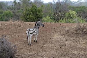 zebror i kruger nationell parkera, söder afrika foto