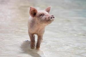 gris leker i vatten