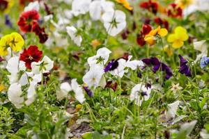 skön flerfärgad blommor på de blomma säng fält foto