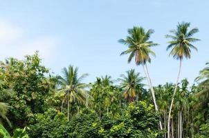 skön två kokos palmer träd i de tropisk skog med blå himmel på ö i thailand foto