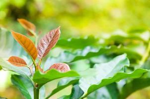 kaffe träd ung blad, löv av arabica kaffe träd barnkammare plantage, av bruka kaffe nordlig thailand foto