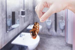 hand innehav brun kackerlacka på offentlig toalett bakgrund, eliminera kackerlacka i toalett, kackerlackor som transportörer av sjukdom foto