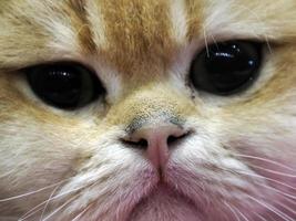 närbild porträtt av en kattunge med stor ögon foto