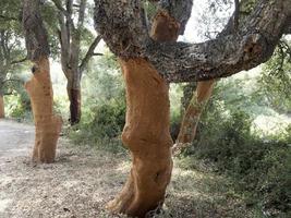 kork träd bark detalj stänga upp sardinien foto