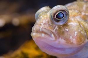 hullingförsedda plundrafisk antarktisk fisk under vattnet foto