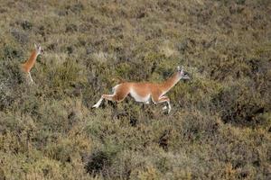 guanaco porträtt i argentina patagonien foto