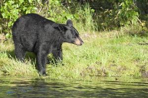 svart Björn i alaska foto