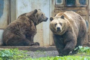 svart grizzly björnar foto