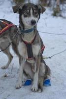 sledding med kälke hund i lappland i vinter- tid foto