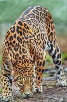 porträtt av jaguar foto