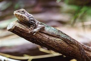 frillad ödla i terrarium foto