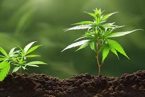 två ung cannabis marijuana växt inomhus- växande på de jord. foto