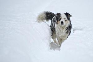 blå ögon hund på de snö bakgrund foto