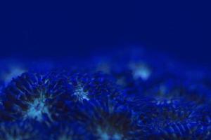 hård korall makro på natt dyka ljus foto