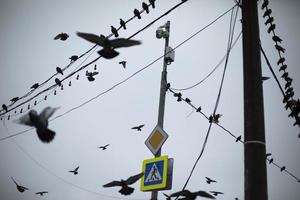 duvor flyga i stad. fåglar på ledningar. massor av duvor på bakgrund av ledningar. foto