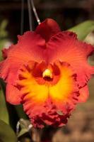 cattleya orkidé-gul-orange - röd - i de barnkammare i de trädgård av jordbrukare planterade för försäljning och exporteras till utländsk länder i Europa och Amerika med skön blommor foto