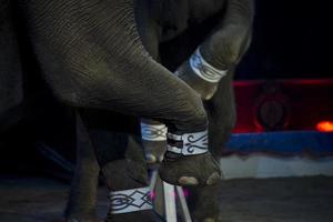 cirkus elefant visa foto