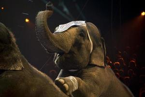 cirkus elefant visa foto