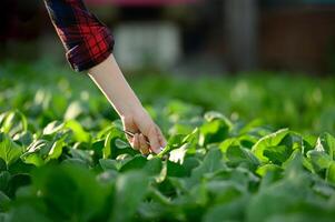 kvinna jordbruks arbetssätt i organisk vegetabiliska bruka foto