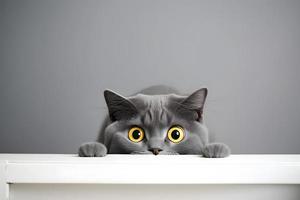 porträtt skön rolig grå brittiskt katt kikar ut från Bakom en vit tabell med kopia Plats fotografi foto