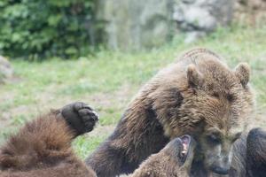 två svart grizzly björnar foto