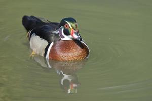 mång färgad Anka på de grön vatten bakgrund foto