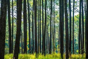 tall skog i sommar på sväng salaeng luang nationell parkera, thailand. foto