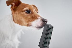 domkraft russell terrier hund tala med mikrofon på vit bakgrund foto