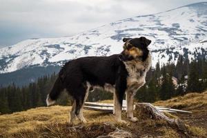 stänga upp inhemsk blandras hund stående på kulle begrepp Foto