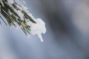 träd grenar täckt förbi snö i vinter- foto