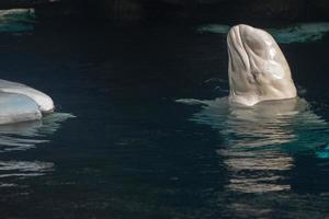 beluga val vit delfin porträtt foto