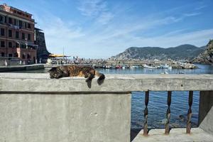 katt medan vilar i vernazza hamn foto