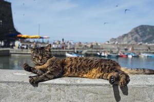 katt medan vilar i vernazza hamn foto