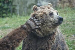 två svart grizzly björnar foto