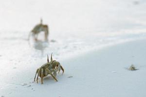 krabba på de sand på solnedgång foto