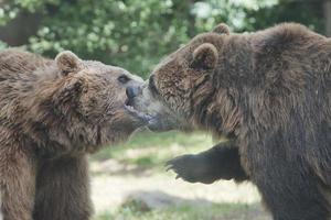 två svart grizzly björnar foto