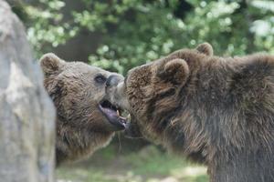 två svart grizzly björnar foto