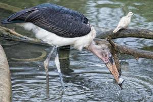 marabu fågel medan äter en fisk foto