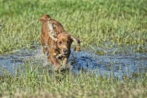 glad hund engelsk cocker spaniel medan du springer till dig foto