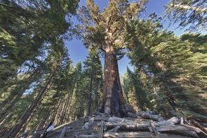 en jätte sequoia i yosemite foto