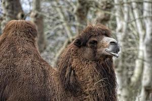 isolerat dromedar kamel Sammanträde nära beduin oas foto