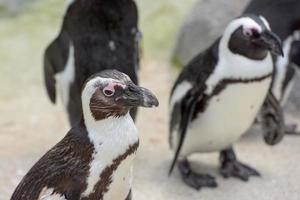 afrikansk pingvin stänga upp porträtt foto