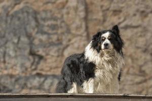 bernese mountain dog foto