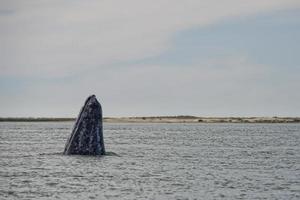 grå val mor och kalv foto