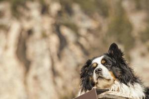 bernese mountain dog foto