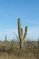 öken- kaktus i mexico foto