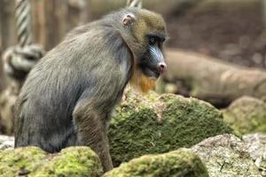 isolerat mandrill apa porträtt foto