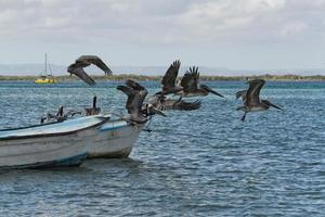 pelikan medan flygande foto