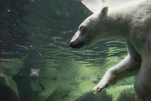 vit Björn under vattnet på de Zoo foto