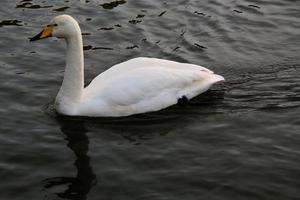 en se av en whooper svan i reykjavik i island foto